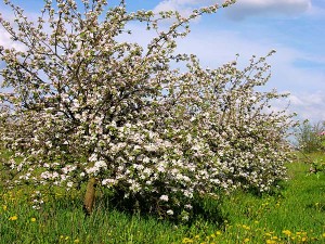 Pomârs